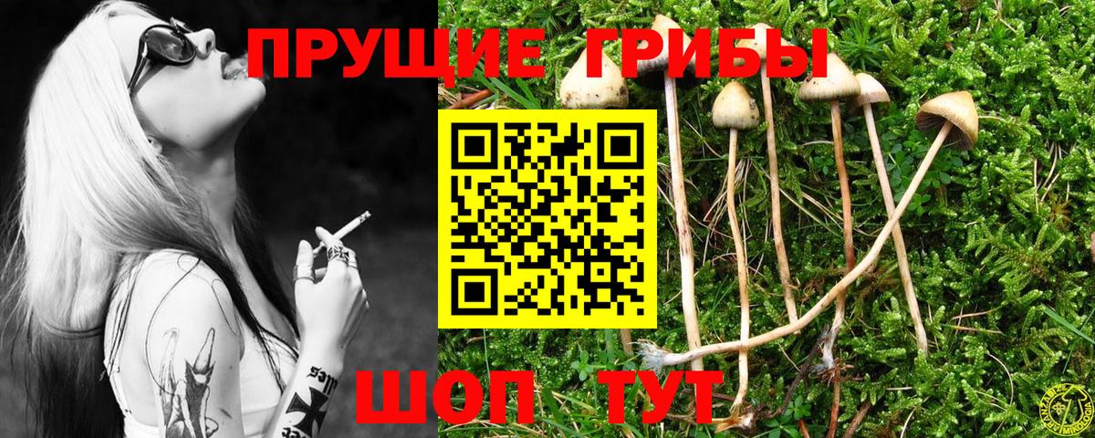 Псилоцибиновые грибы Psilocybe Сердобск